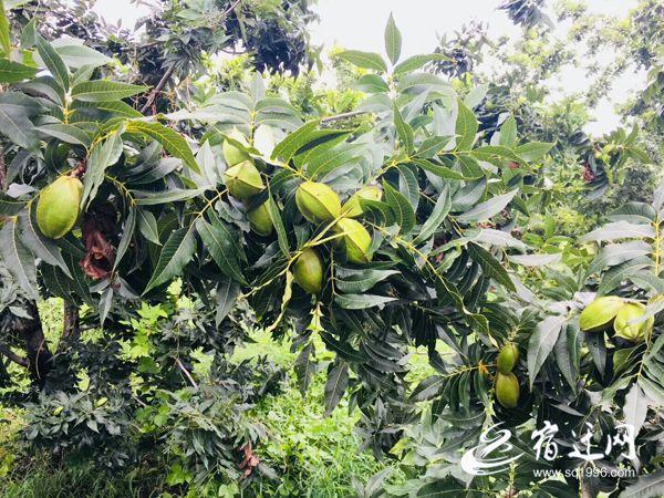 宿迁最新区划图解读，城市发展新篇章揭秘