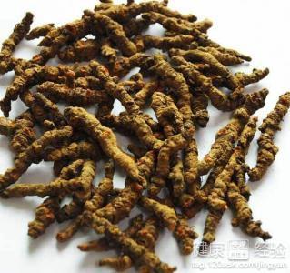 黄连最新价格及获取指南